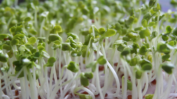 How to grow sprouts at home